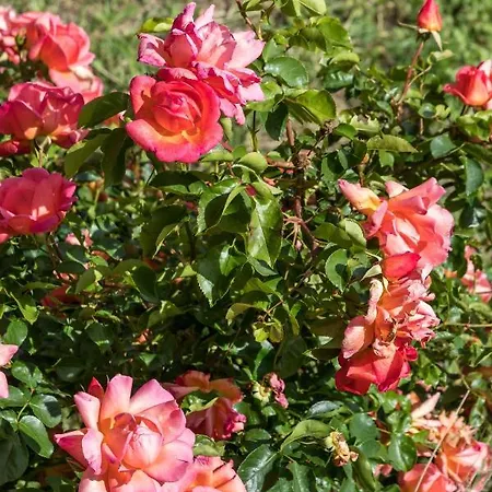 Seka's Family Апартаменти Спліт